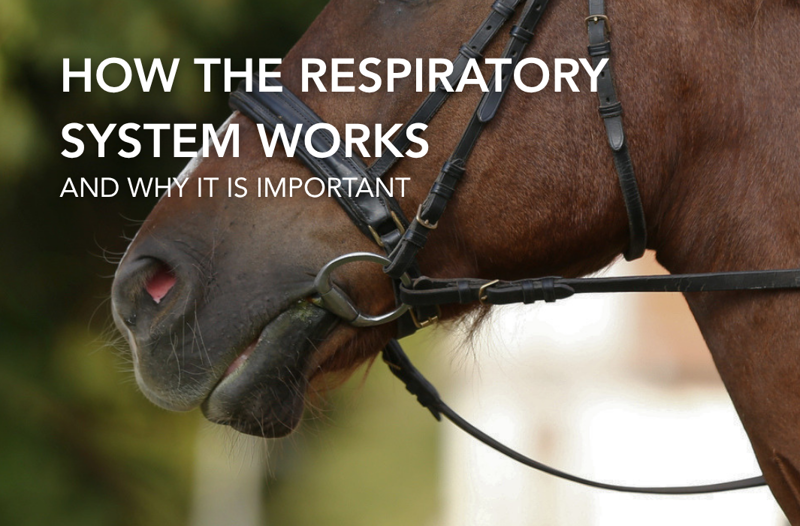 How the Respiratory System Works and Why It Is Important | Equine Science Matters™